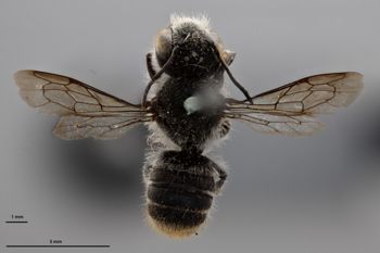 Media type: image;   Entomology 25430 Aspect: habitus dorsal view